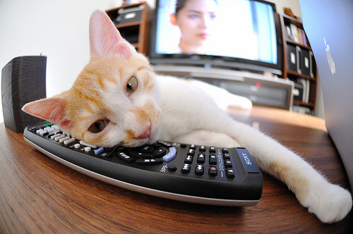 “南非羚羊队的新面貌：萨尔·巴赫作为年轻领军人物”