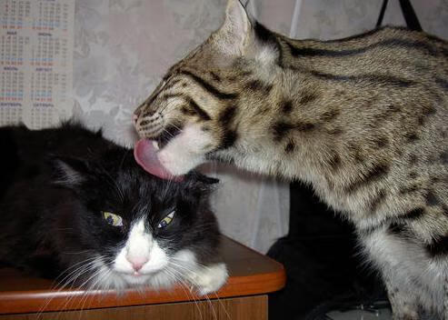 亚冠联赛国足逆袭 热血瞬间点燃现场，亚足联亚冠